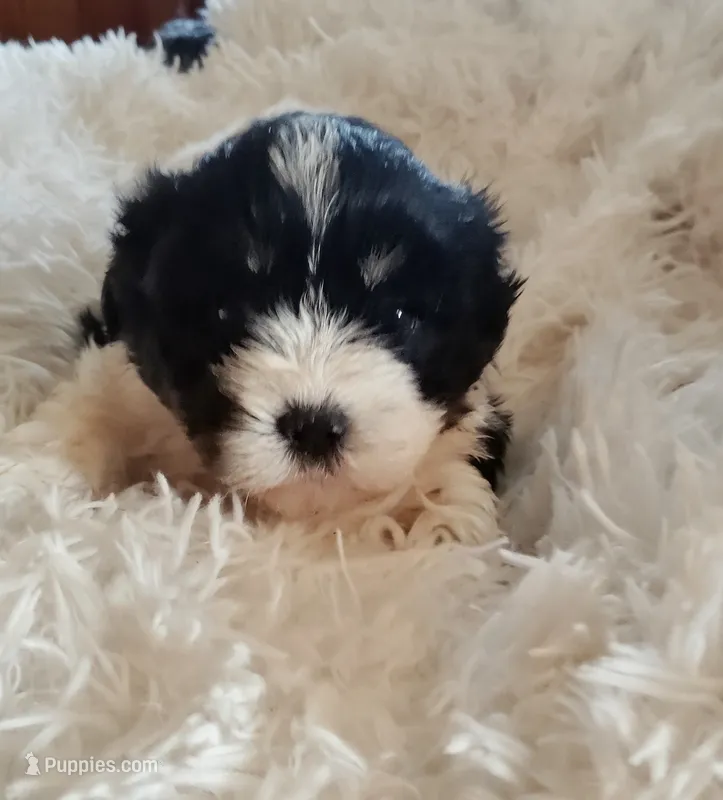 Black and white male – Cocker Spaniel, Shih Tzu puppy for sale in Woburn, MA