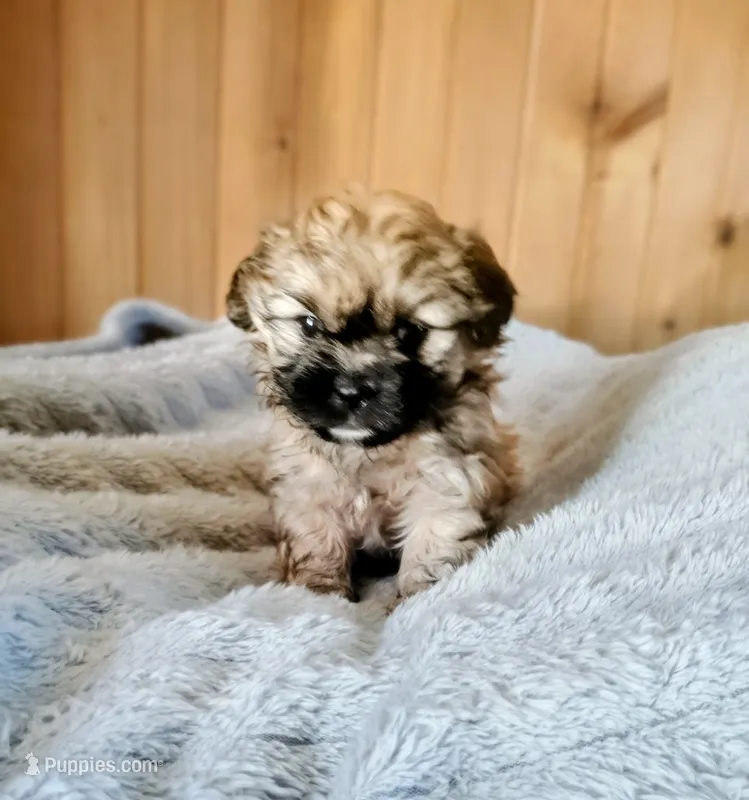 Priscilla  – Cocker Spaniel, Shih Tzu puppy for sale in Woburn, MA