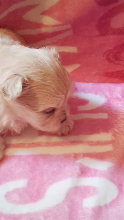 Sammy, a male Chihuahua and Shih Tzu for sale in Woburn, MA – 3 of 4