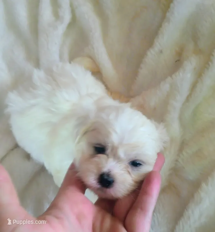 Male 3 – Maltese, Shih Tzu puppy for sale in Woburn, MA