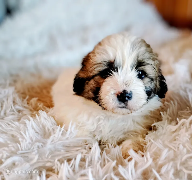 FeMale 3 – Cocker Spaniel, Maltese puppy for sale in Woburn, MA