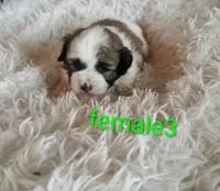 FeMale 3, a female Cocker Spaniel and Maltese for sale in Woburn, MA – 1 of 1