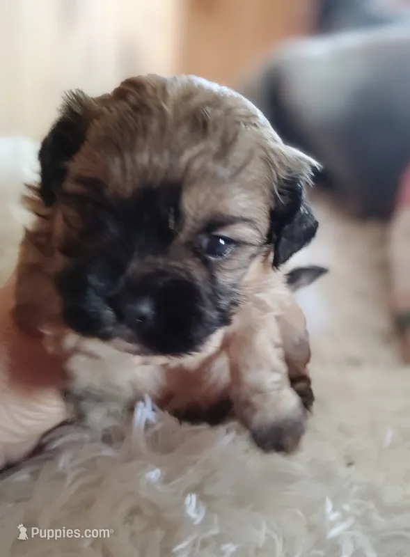 Brown female  – Cocker Spaniel, Shih Tzu puppy for sale in Woburn, MA