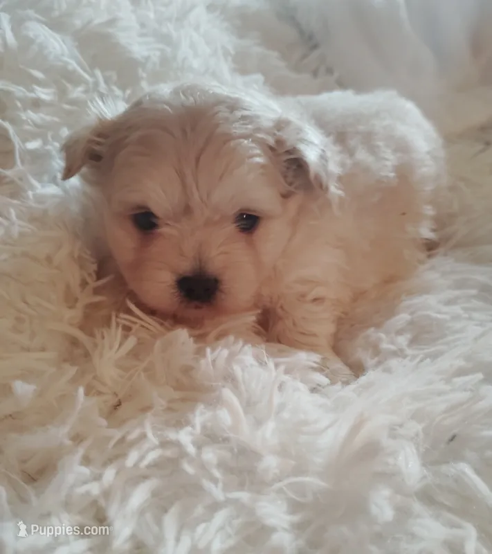 Sammy – Chihuahua, Shih Tzu puppy for sale in Woburn, MA