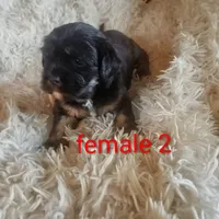 Female 2 , a female Cocker Spaniel and Maltese for sale in Woburn, MA – 1 of 1
