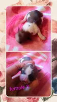 FeMale 3, a female Maltese and Yorkshire Terrier for sale in Woburn, MA – 1 of 1