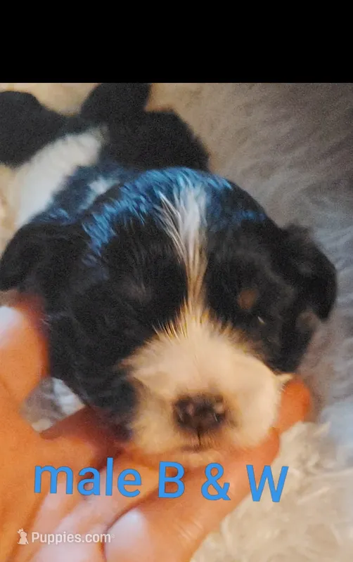 Black and white male – Cocker Spaniel, Shih Tzu puppy for sale in Woburn, MA