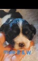 Black and white male, a male Cocker Spaniel and Shih Tzu for sale in Woburn, MA – 1 of 1