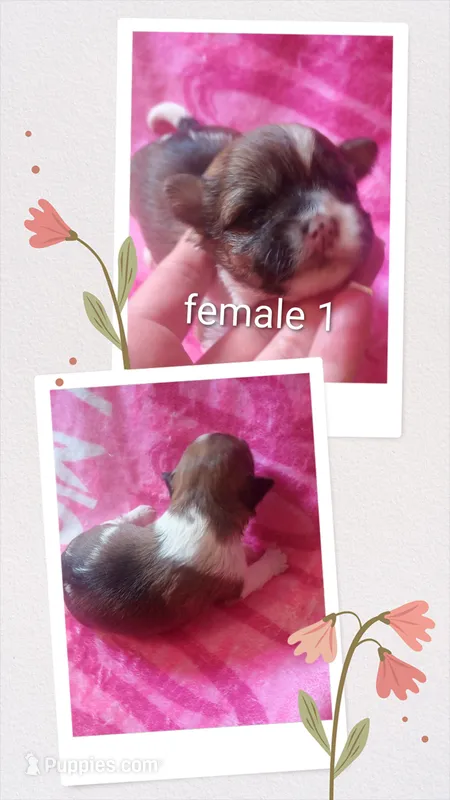 Female 1 – Maltese, Yorkshire Terrier puppy for sale in Woburn, MA