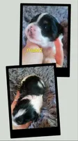 Male 2, a male Maltese and Shih Tzu for sale in Woburn, MA – 1 of 1