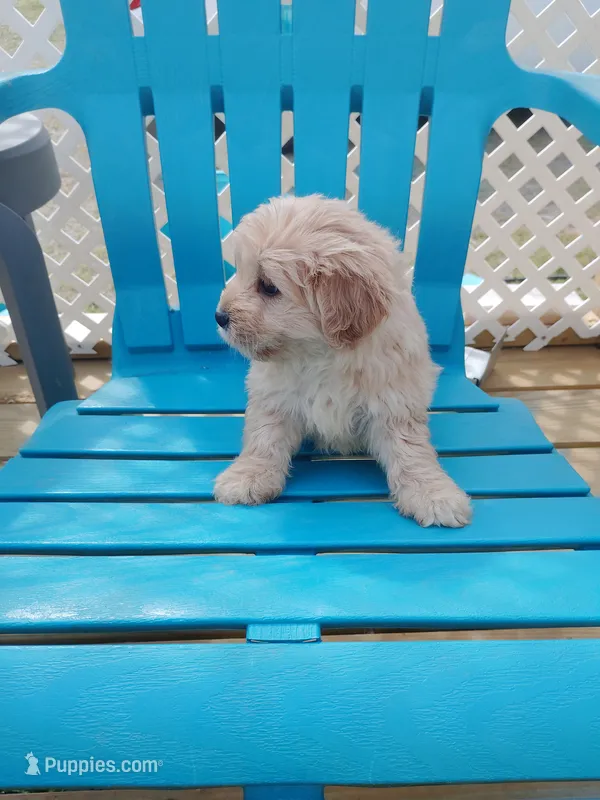 Carmella  – Cocker Spaniel, Maltese puppy for sale in Woburn, MA