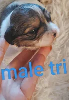 Tri male, a male Cocker Spaniel and Shih Tzu for sale in Woburn, MA – 1 of 1