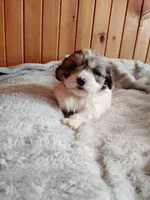 Priscilla , a male Cocker Spaniel and Shih Tzu for sale in Woburn, MA – 1 of 1