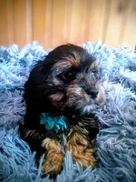 Hazel, a female Cocker Spaniel and Maltese for sale in Woburn, MA – Photo 2 of 3