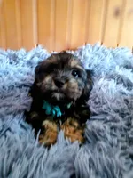 Hazel, a female Cocker Spaniel and Maltese for sale in Woburn, MA – Photo 3 of 3