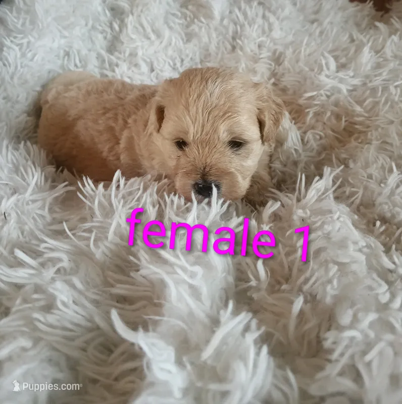 Female1 – Cocker Spaniel, Maltese puppy for sale in Woburn, MA