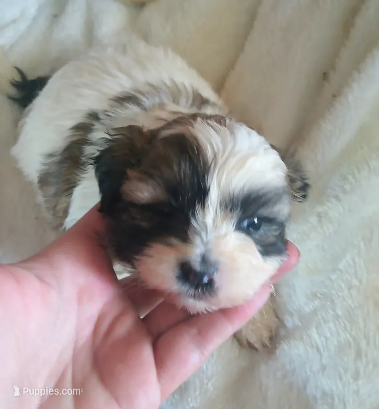Male 1 – Maltese, Shih Tzu puppy for sale in Woburn, MA