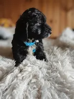 Jack , a male Poodle - Miniature  and Miniature Dachshund for sale in Woburn, MA – 1 of 4