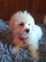 Princess, a female Maltipoo for sale in Woburn, MA – Photo 1 of 2