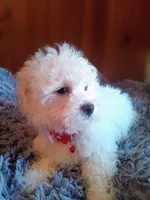 Princess, a female Maltipoo for sale in Woburn, MA – Photo 2 of 2