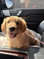 Birdie, a female Golden Retriever for sale in Milton, WI – 2 of 2