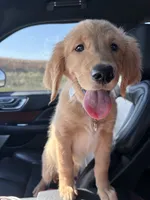 Birdie, a female Golden Retriever for sale in Milton, WI – 1 of 2