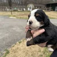 Ruby, a female Bernese Mountain Dog for sale in Winnsboro, LA – Photo 2 of 2