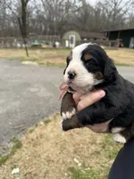 Ruby, a female Bernese Mountain Dog for sale in Winnsboro, LA – Photo 2 of 2