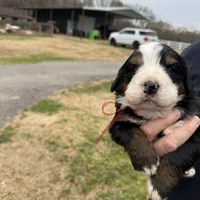 Ruby, a female Bernese Mountain Dog for sale in Winnsboro, LA – Photo 1 of 2