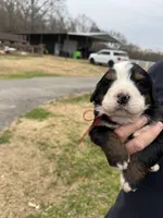 Ruby, a female Bernese Mountain Dog for sale in Winnsboro, LA – Photo 1 of 2