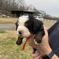 Charlotte, a female Bernese Mountain Dog for sale in Winnsboro, LA – Photo 1 of 3