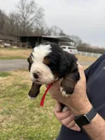 Charlotte, a female Bernese Mountain Dog for sale in Winnsboro, LA – Photo 1 of 3