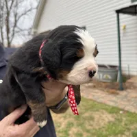 Charlotte, a female Bernese Mountain Dog for sale in Winnsboro, LA – Photo 2 of 3