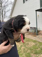 Charlotte, a female Bernese Mountain Dog for sale in Winnsboro, LA – Photo 2 of 3