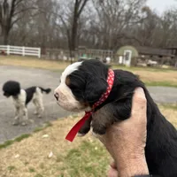 Charlotte, a female Bernese Mountain Dog for sale in Winnsboro, LA – Photo 3 of 3