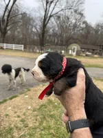 Charlotte, a female Bernese Mountain Dog for sale in Winnsboro, LA – Photo 3 of 3