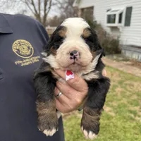 Scarlet, a female Bernese Mountain Dog for sale in Winnsboro, LA – Photo 1 of 2