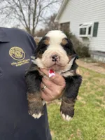 Scarlet, a female Bernese Mountain Dog for sale in Winnsboro, LA – Photo 1 of 2
