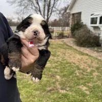 Scarlet, a female Bernese Mountain Dog for sale in Winnsboro, LA – Photo 2 of 2