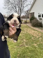 Scarlet, a female Bernese Mountain Dog for sale in Winnsboro, LA – Photo 2 of 2