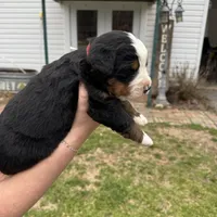 Jewel, a female Bernese Mountain Dog for sale in Winnsboro, LA – Photo 3 of 3