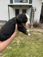 Jewel, a female Bernese Mountain Dog for sale in Winnsboro, LA – Photo 3 of 3