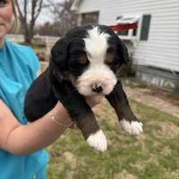 Jewel, a female Bernese Mountain Dog for sale in Winnsboro, LA – Photo 2 of 3