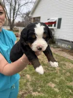 Jewel, a female Bernese Mountain Dog for sale in Winnsboro, LA – Photo 2 of 3