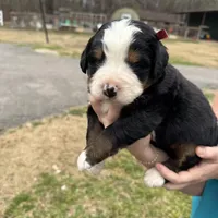 Jewel, a female Bernese Mountain Dog for sale in Winnsboro, LA – Photo 1 of 3