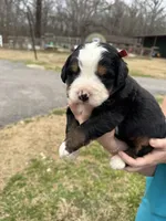 Jewel, a female Bernese Mountain Dog for sale in Winnsboro, LA – Photo 1 of 3