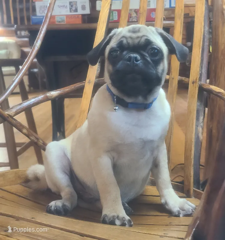 Georgie  – Pug puppy for sale in Rochelle, VA