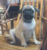 Georgie , a male Pug for sale in Rochelle, VA – 1 of 2