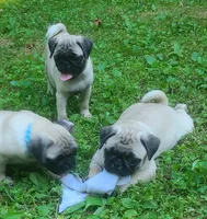 Georgie , a male Pug for sale in Rochelle, VA – 2 of 2