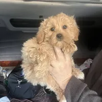 Jack, a male Maltipoo and Poodle - Toy  for sale in North Port, FL – Photo 1 of 5